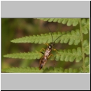 Diphyus trifasciatus - Schlupfwespe m078b 18mm-fdet02.jpg